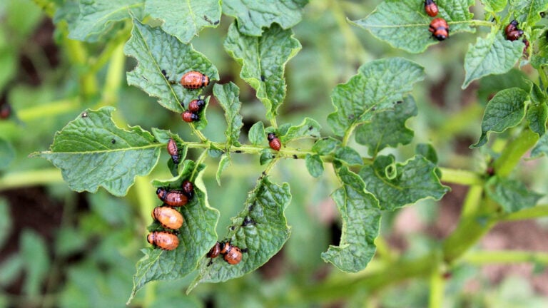 How to Identify, Control, and Prevent Colorado Potato Beetle