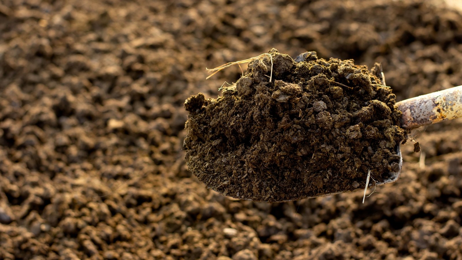 Close-up of a shovel filled with dark brown compost, set against a background of garden soil.