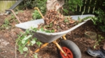 End of Season Tips: Cut Dead Plants or Pull Them Out?