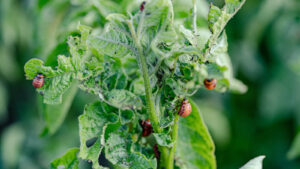 How to Identify, Control, and Prevent Colorado Potato Beetle