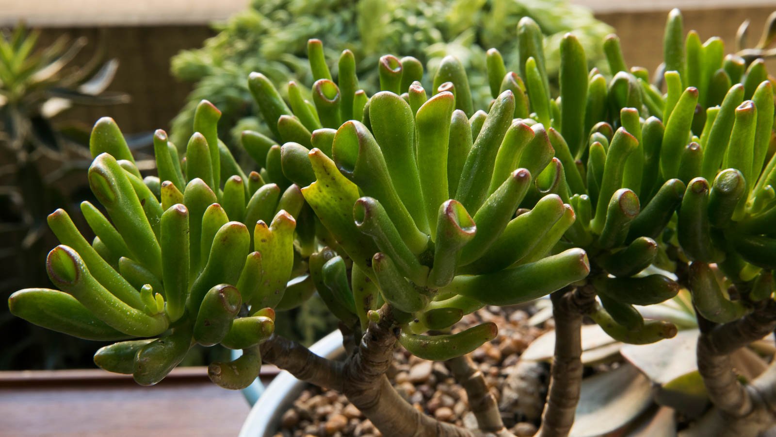Crassula ovata Gollum.