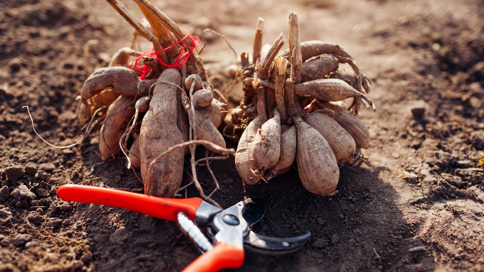 Close-up of dahlia tubers with irregular, knobby shapes and a rough, brown surface.