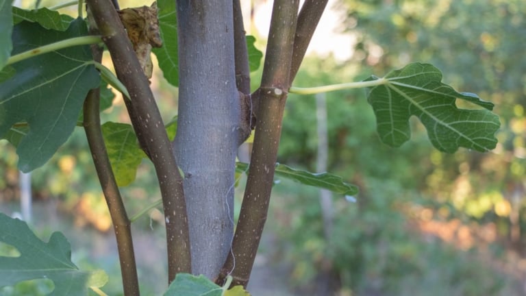 How to Prune Fig Trees for Big Harvests