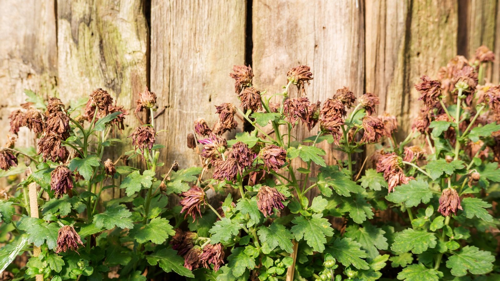 Brown flower heads slouch against a wooden fence, surrounded by fading green foliage.