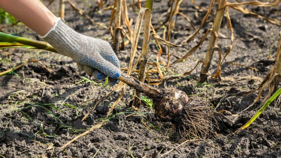 Drooping Garlic 15 Garlic Growing Problems To Watch For