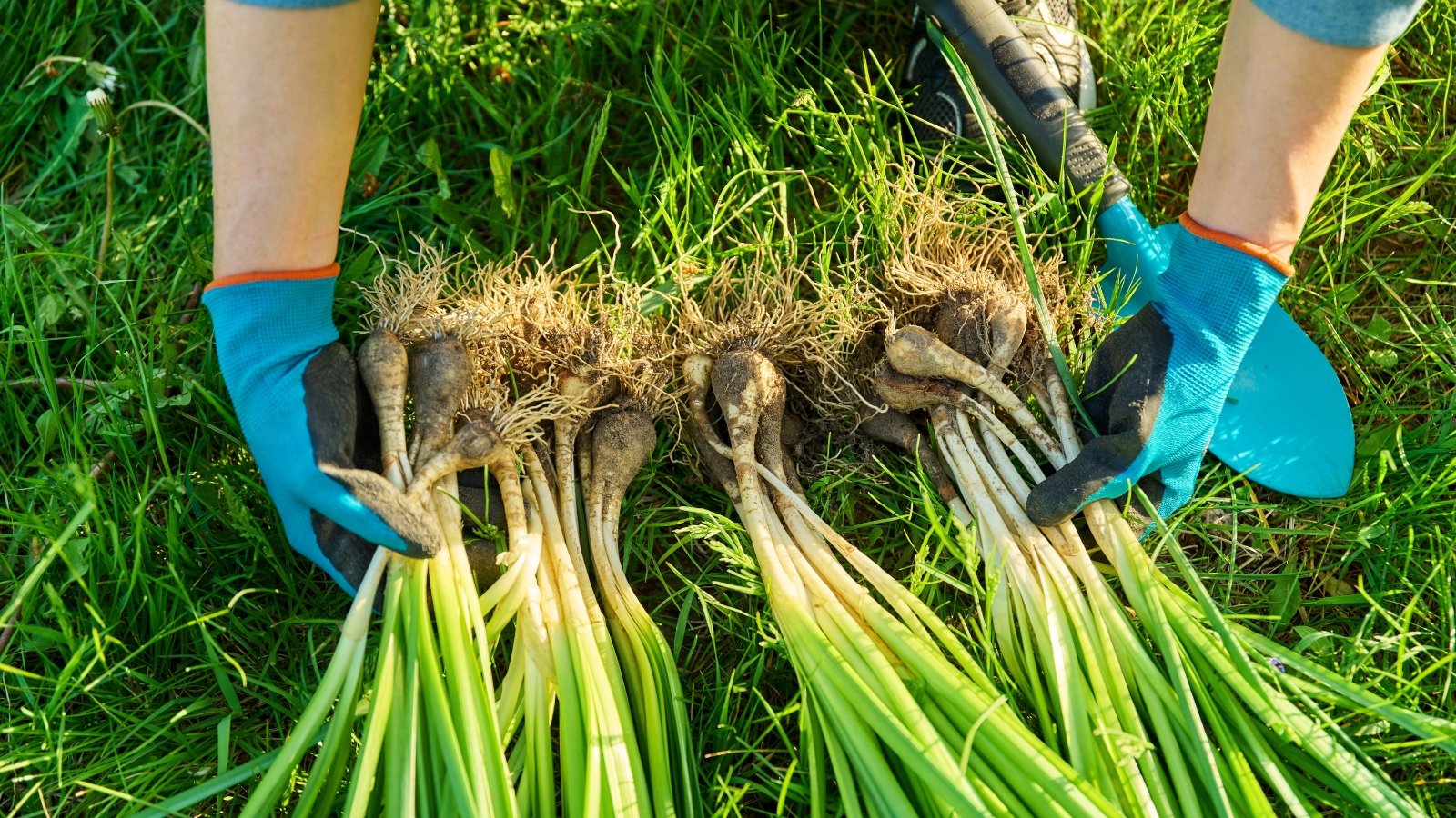 Female hands in blue gloves divide fall perennials, including a daffodil plant with round tubers and narrow, elongated green leaves that arch gracefully.