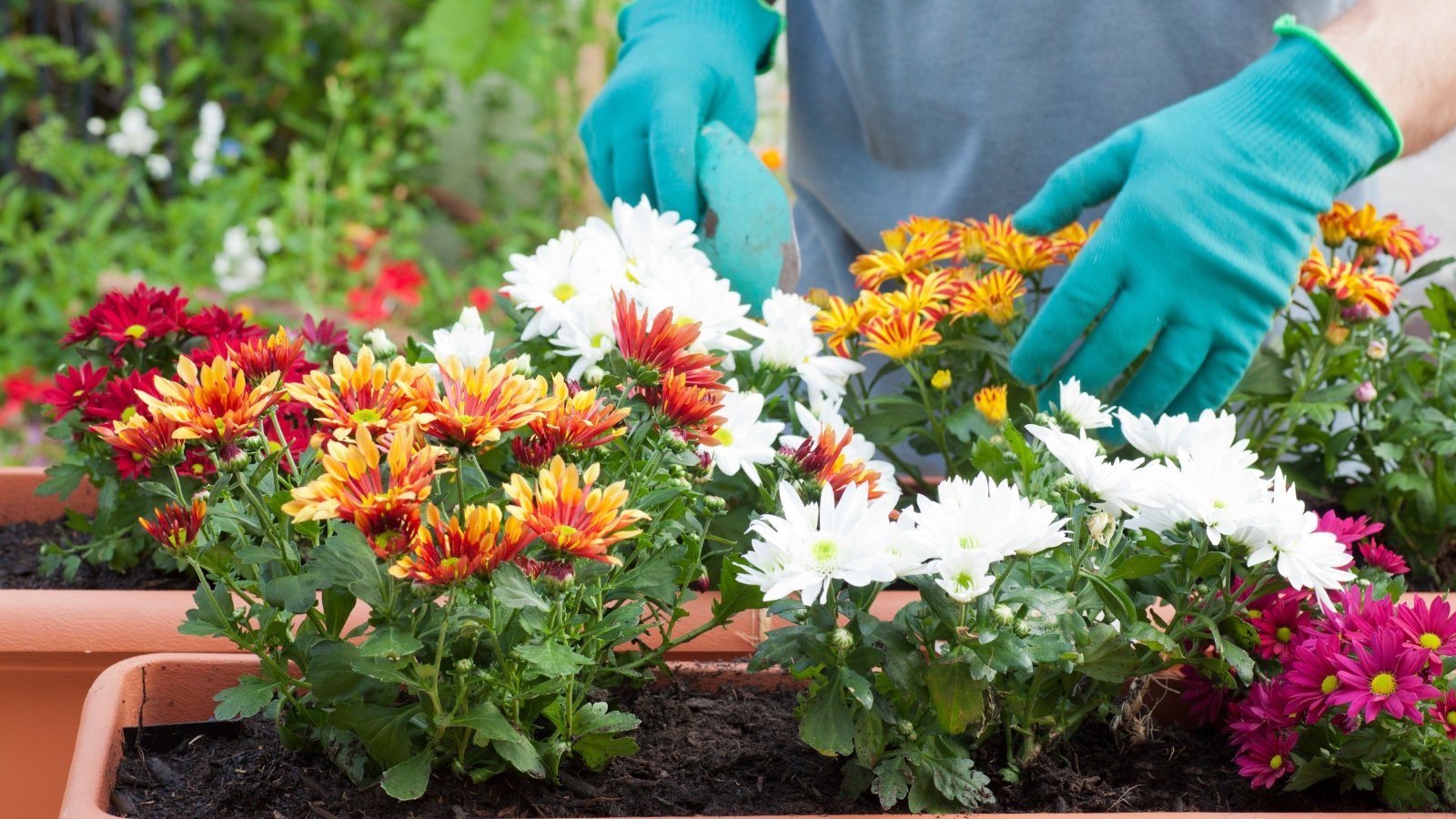 A pair of gloved hands carefully separates colorful clusters of white, yellow, and orange blooms, arranging them in a planter filled with dark soil, while other green stems and bright flowers surround the scene.