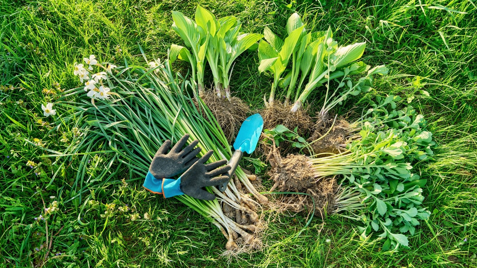 Close up of divided bunches of hosta, daffodils, sedum plants on green grass with black gloves and blue trowel.