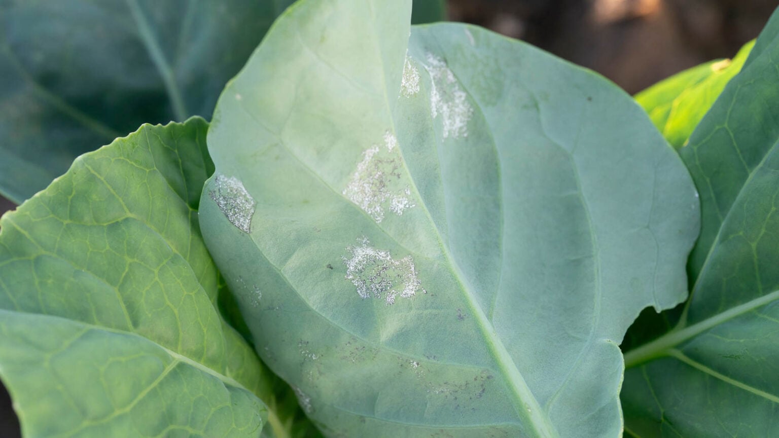 How to Plant, Grow, and Care for Bok Choy