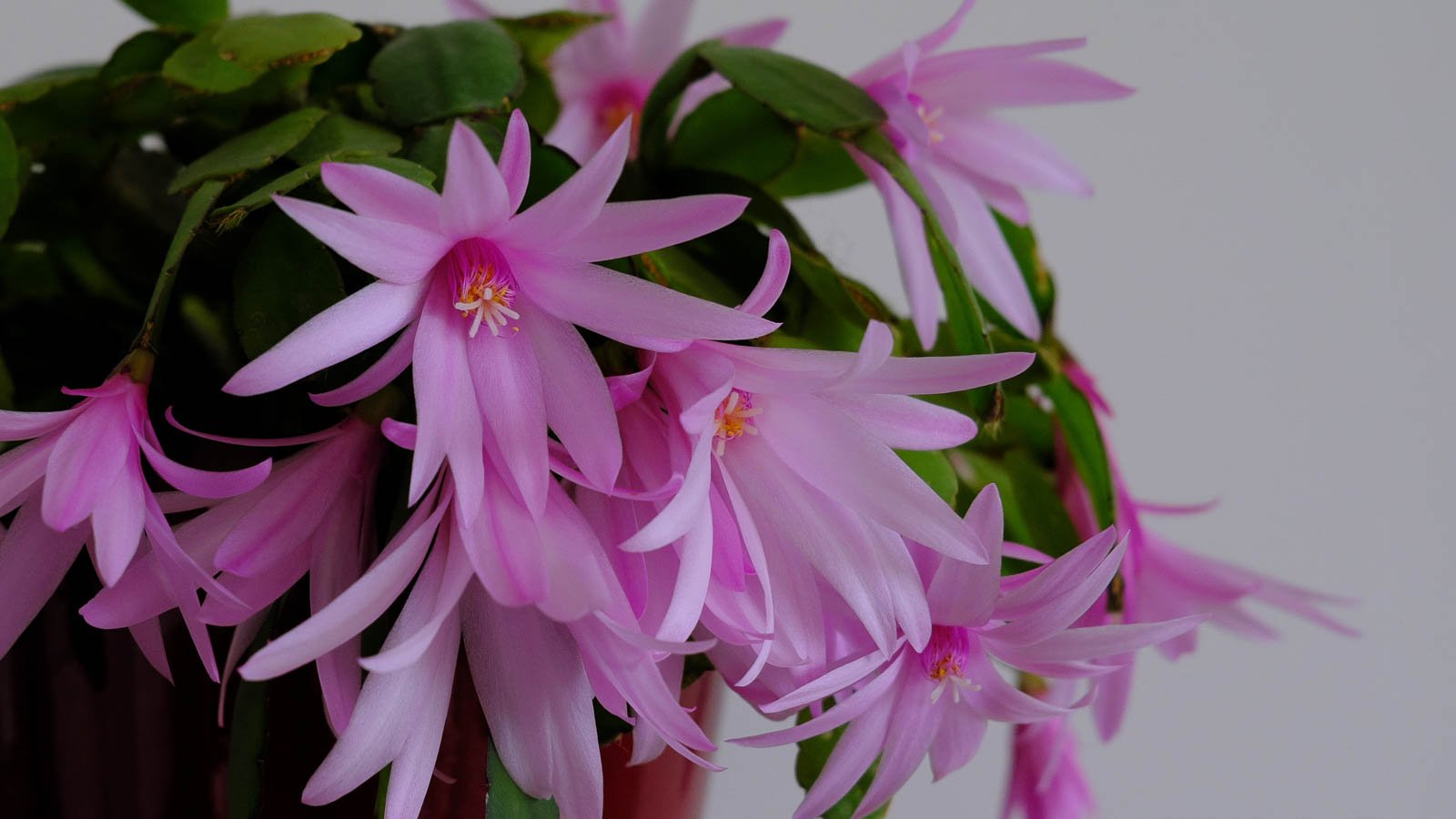 Pink Easter cactus flowers.