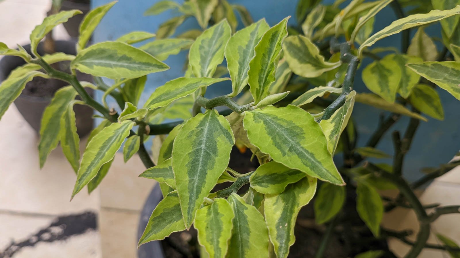 Euphorbia tithymaloides.