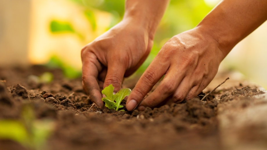 How to Start a Vegetable Garden in Zone 8