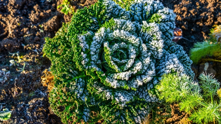 9 Ways to Protect Your Raised Bed Vegetable Garden From Frost