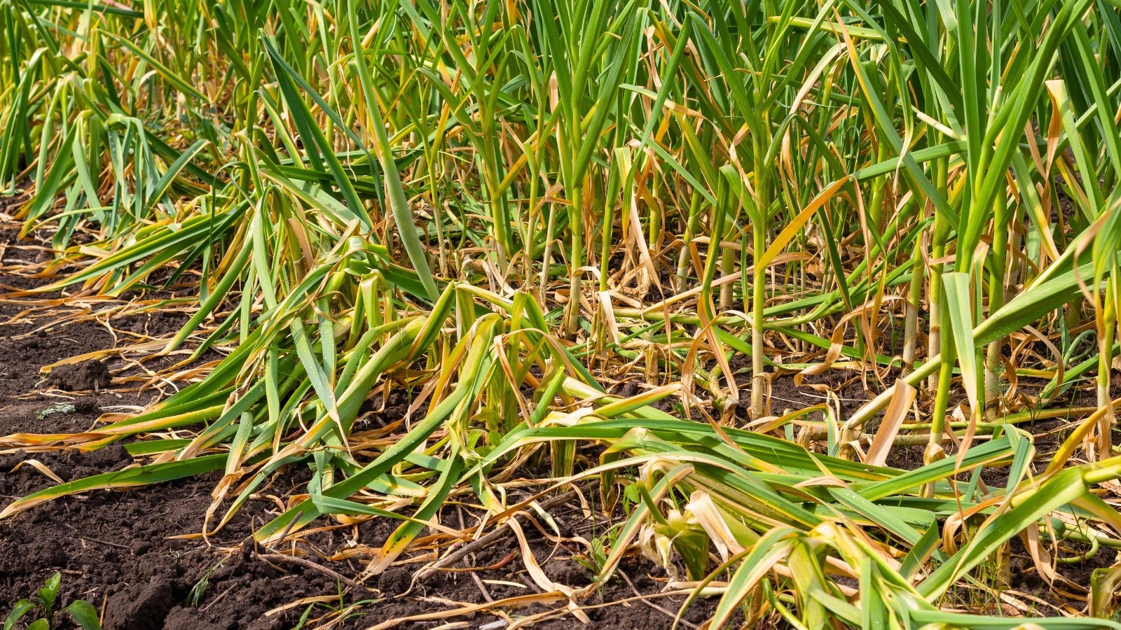 Tall, slender garlic plants stand with fading, yellowing leaves, signaling the growing problems.