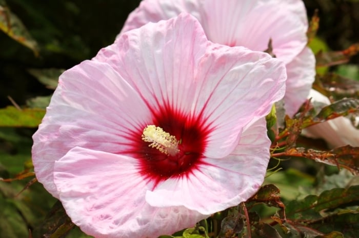 This hibiscus plant features large, deeply lobed dark burgundy leaves and a striking, oversized flower with soft pink petals, a deep red center, and delicate ruffled edges.