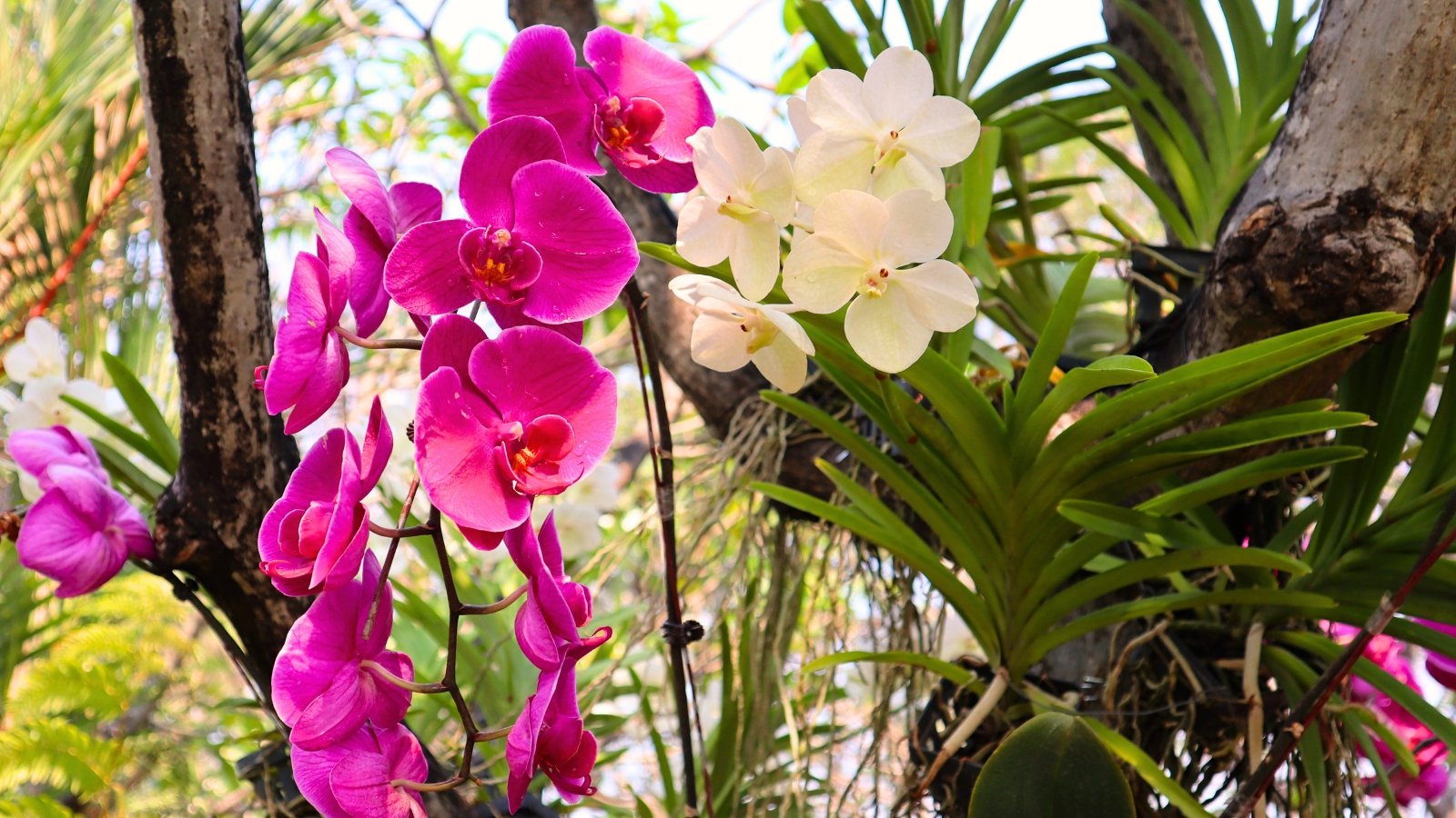 Blooming pink and white orchids hang from trees in a lush tropical garden, showcasing vibrant flowers in a setting ideal for humid climate gardening.