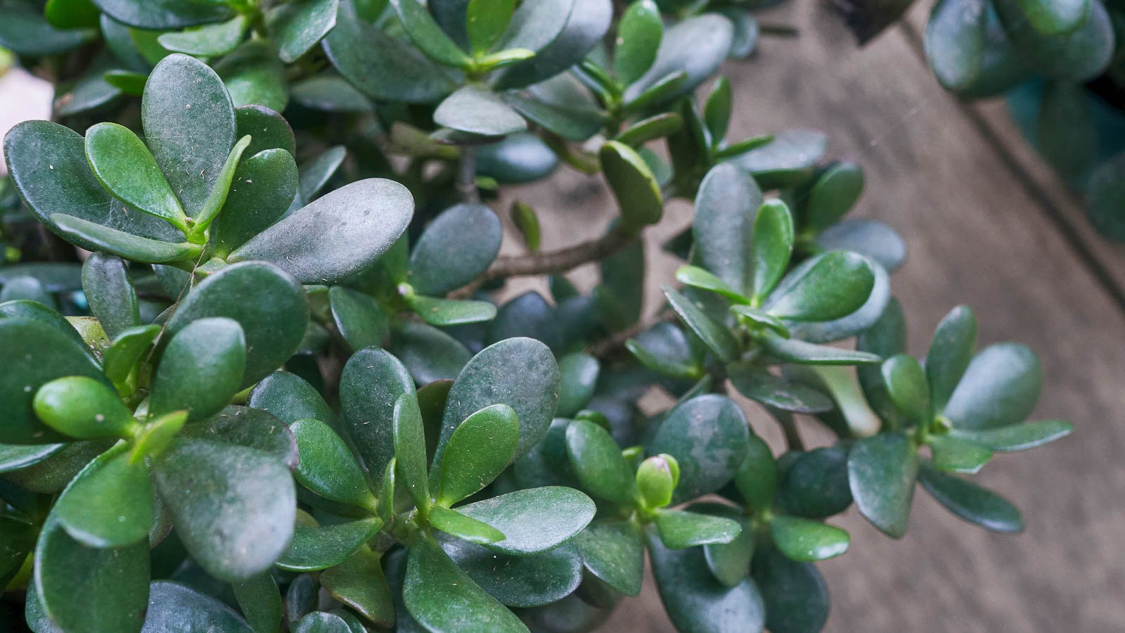 Jade plant growing in shade.