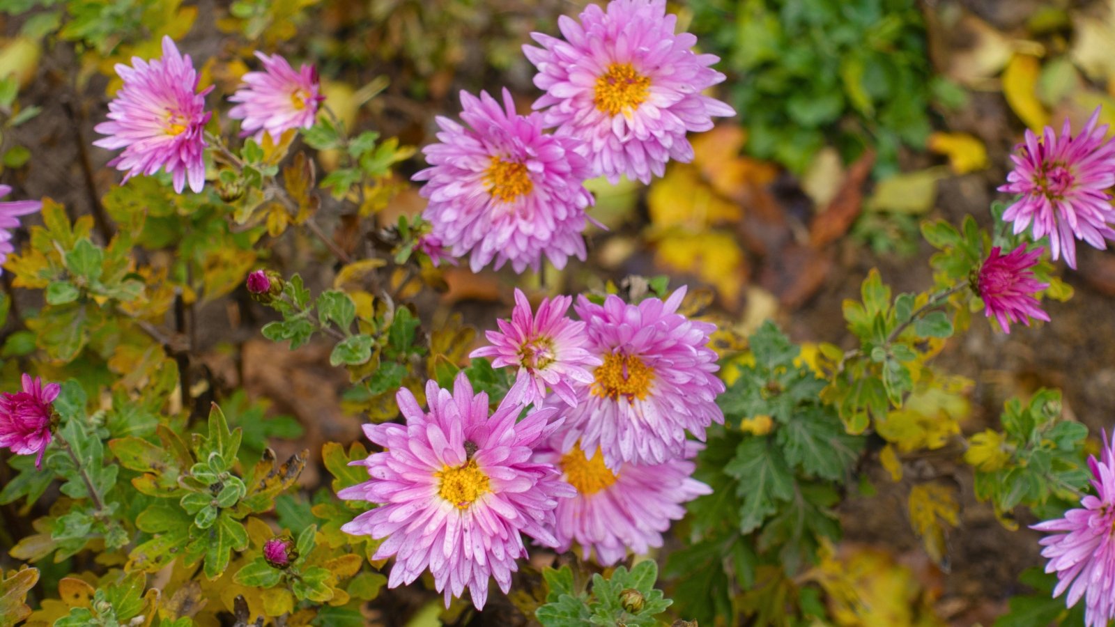 The vibrant pink chrysanthemums bloom brightly against the backdrop of their fading yellow leaves, creating a striking contrast in the garden.
