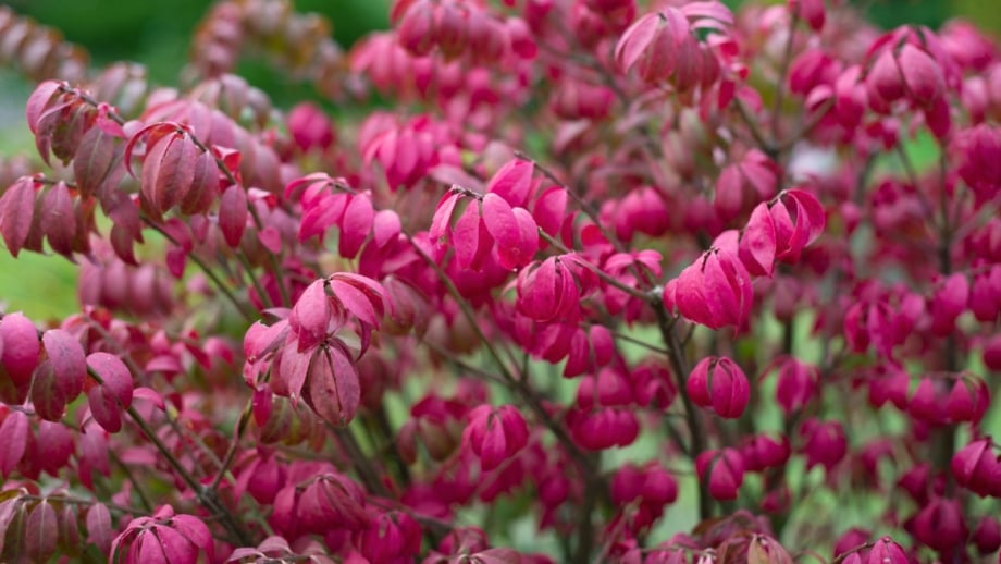 7 Reasons You Should Never Plant Burning Bush in Your Landscape
