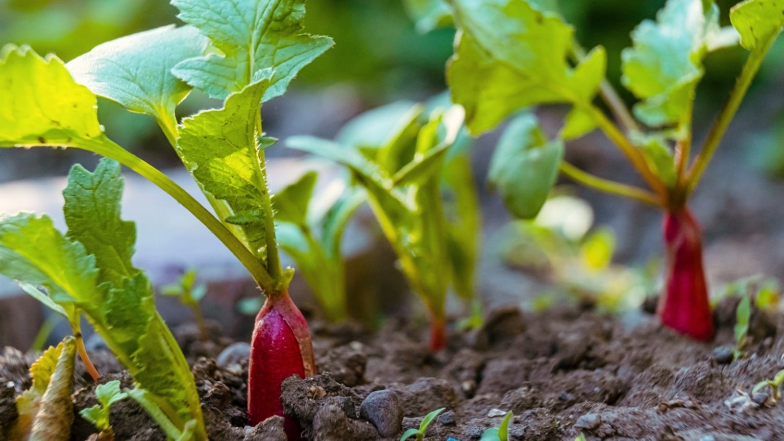 17 Crops You Can Plant in October