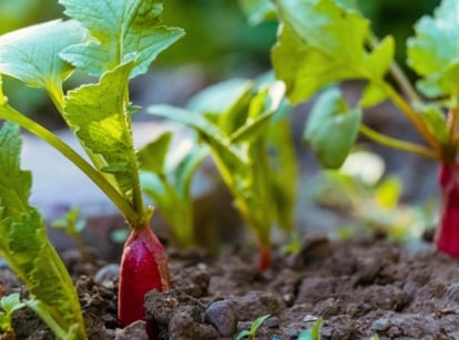 October crops like radish feature short, sturdy stems supporting broad, textured green leaves, with bright red, round roots peeking slightly above the soil, signaling a crisp harvest.