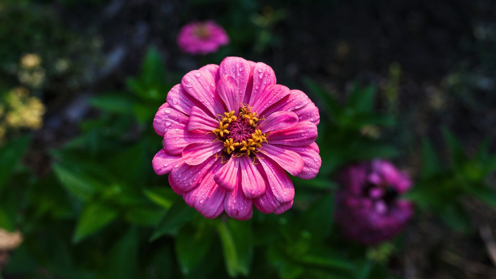 A blooming pink zinnia flower glistens with morning dew drops under the soft sunlight.
