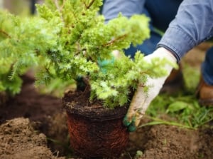 A person wearing gloves places a small leafy plant, removed from a pot, into a soil hole.
