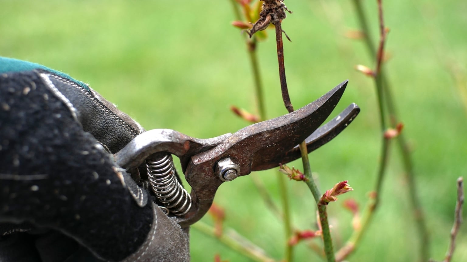 Can You Cut The Dead Branches Of Rose Bushes?