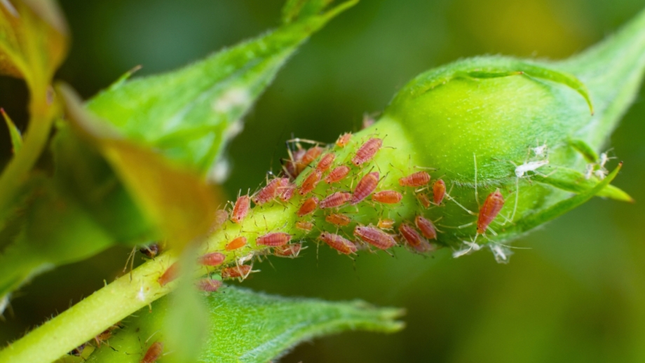 Rose Not Rosa 9 Reasons Why Your Rose Isn't Blooming This Fall