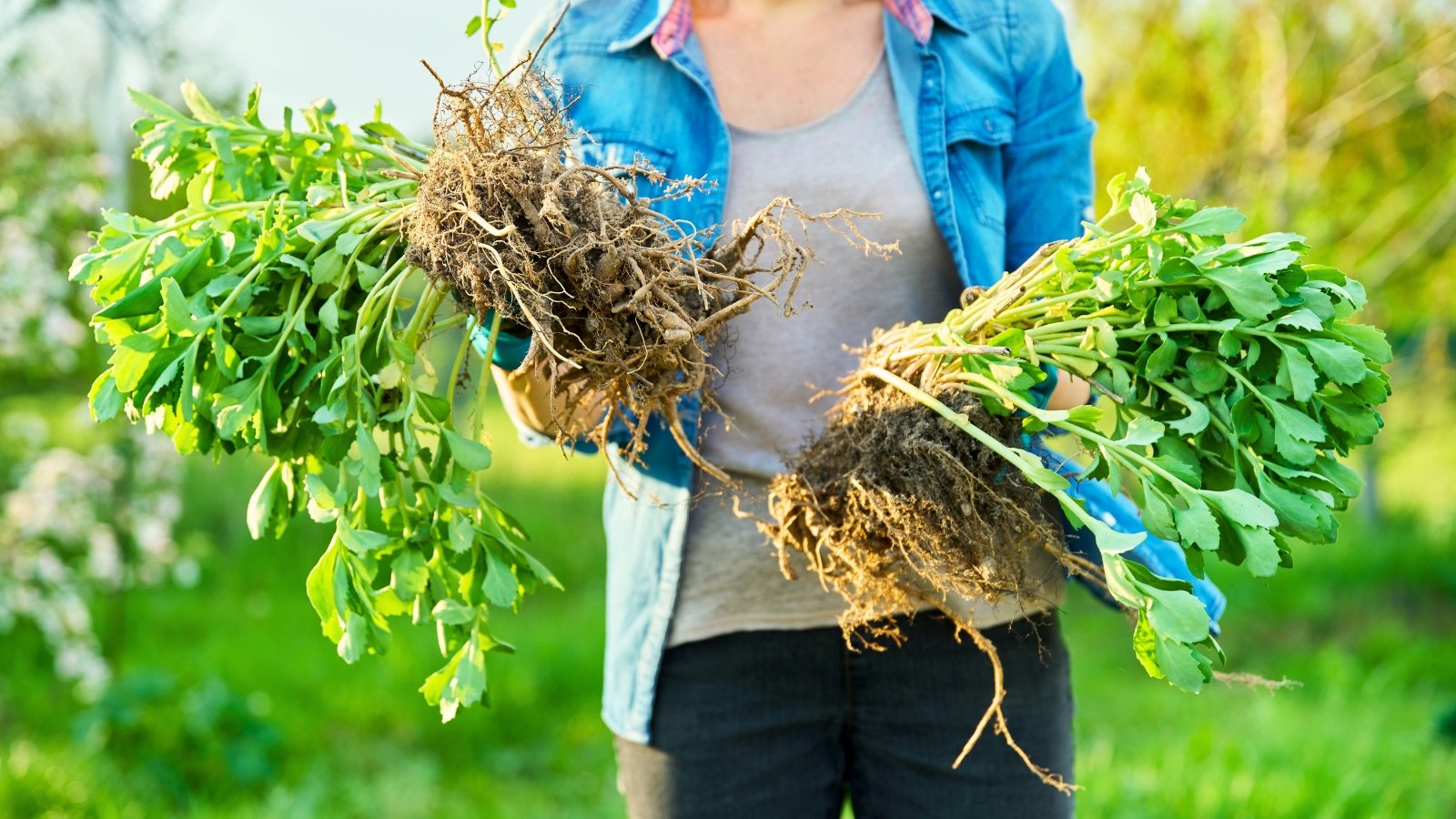 A woman holding a divided sedum plant with thick, fleshy stems and clusters of small, plump, green leaves.