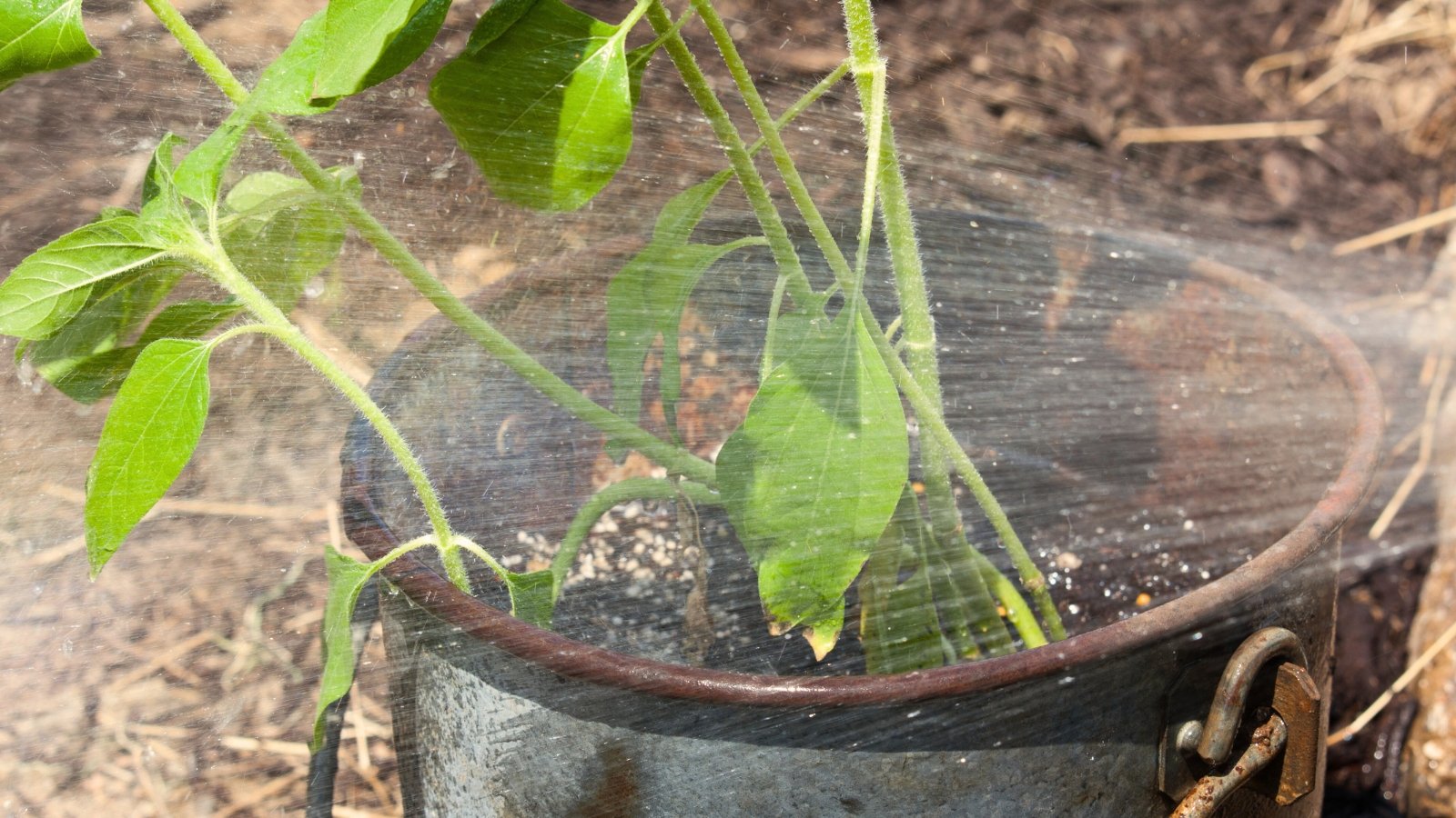 Close-up of seedlings with thin, vertical stems and oval green leaves, soaking in a bucket of water while being sprayed with a stream of water from a hose.