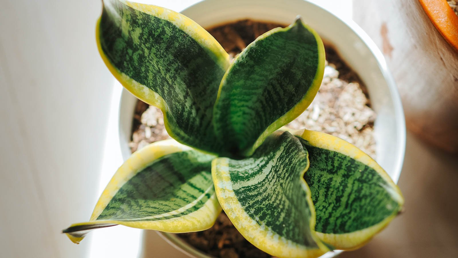 Snake plant.
