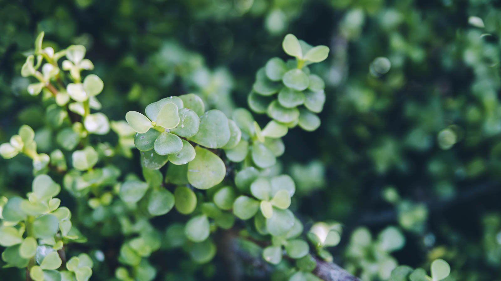 Elephant bush plant.