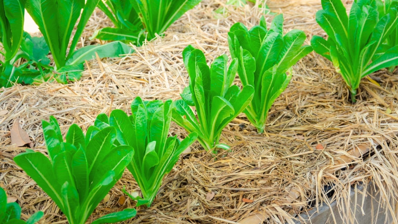 9 Ways to Protect Your Raised Bed Vegetable Garden From Frost