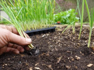Person transplanting onion seedlings showing how to plant onions into vegetable garden.