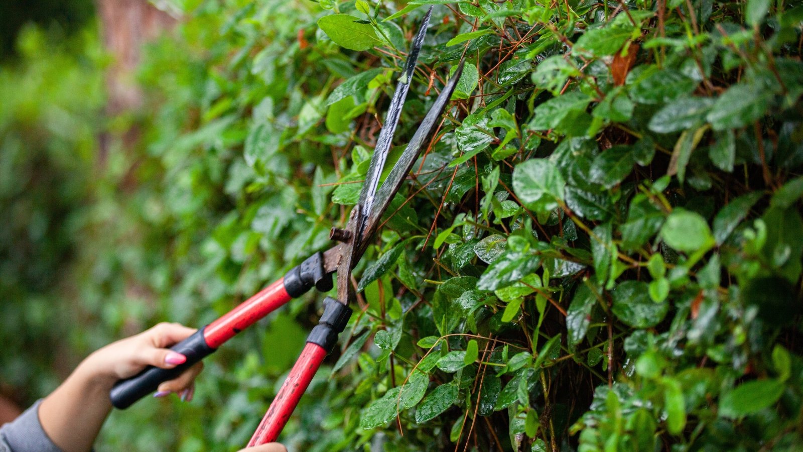 Close-up of female hands with large red garden pruners trimming a hedge with oval, rich green leaves covered with water droplets.