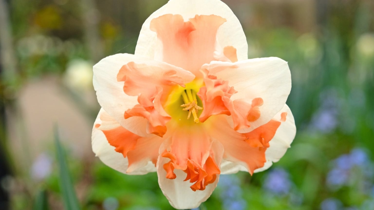23 Unusual Flower Bulbs to Plant This Season