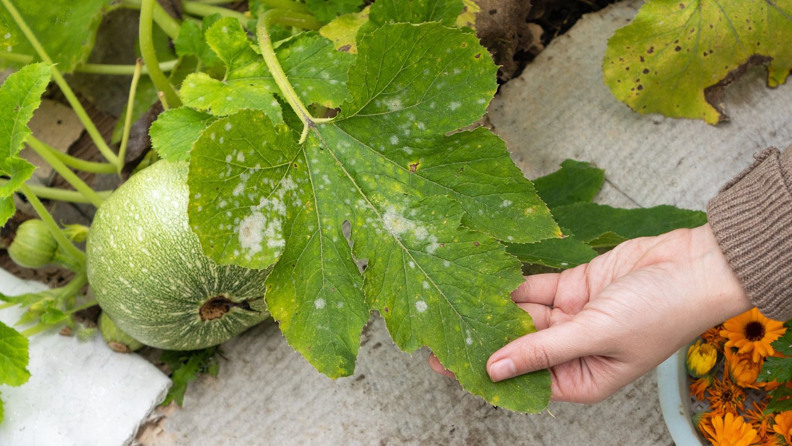 White squash leaves with a person holding a piece with bare hand, appearing to have crop attached to the plant near a concrete pathway