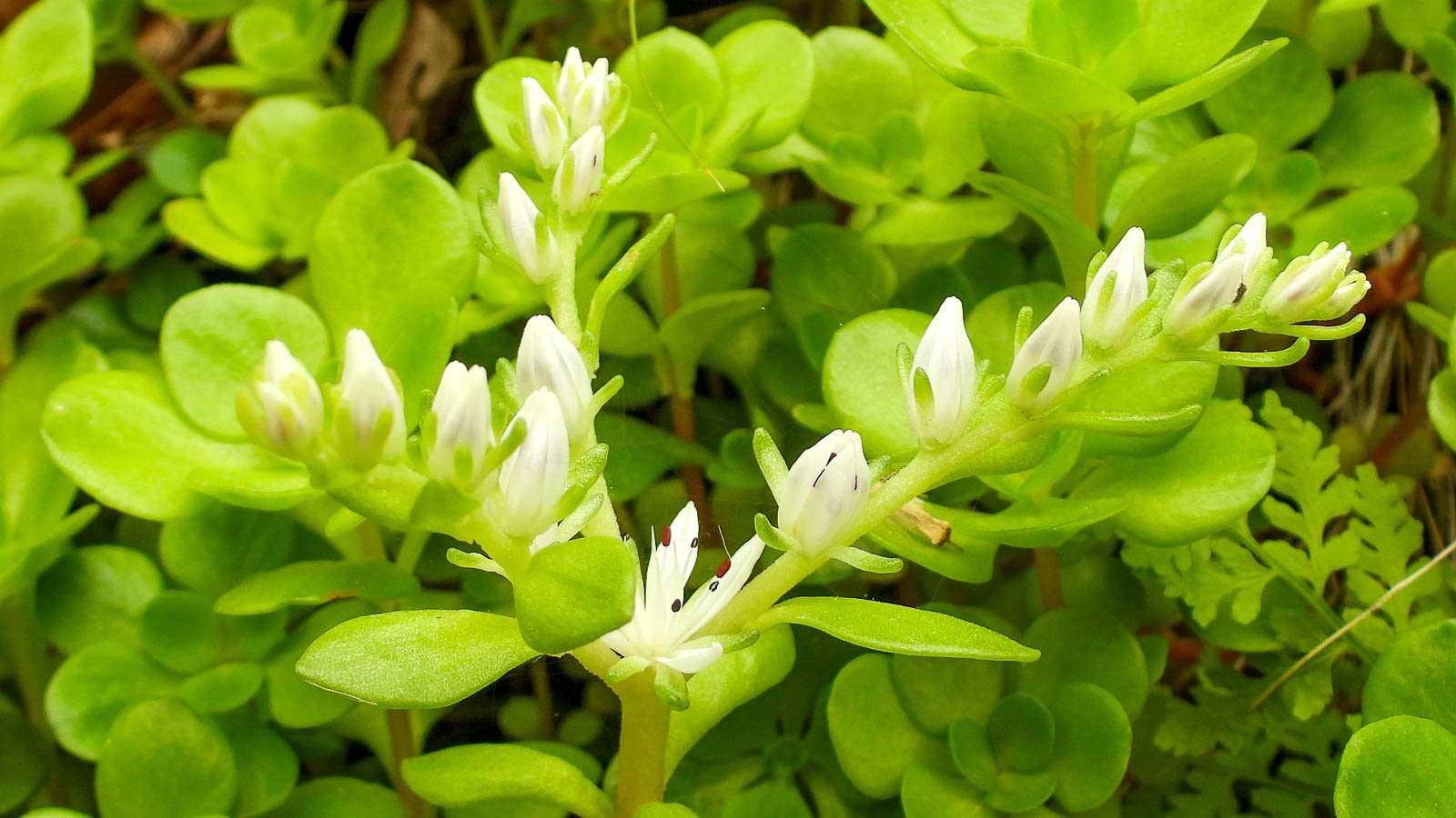 Woodland stonecrop.