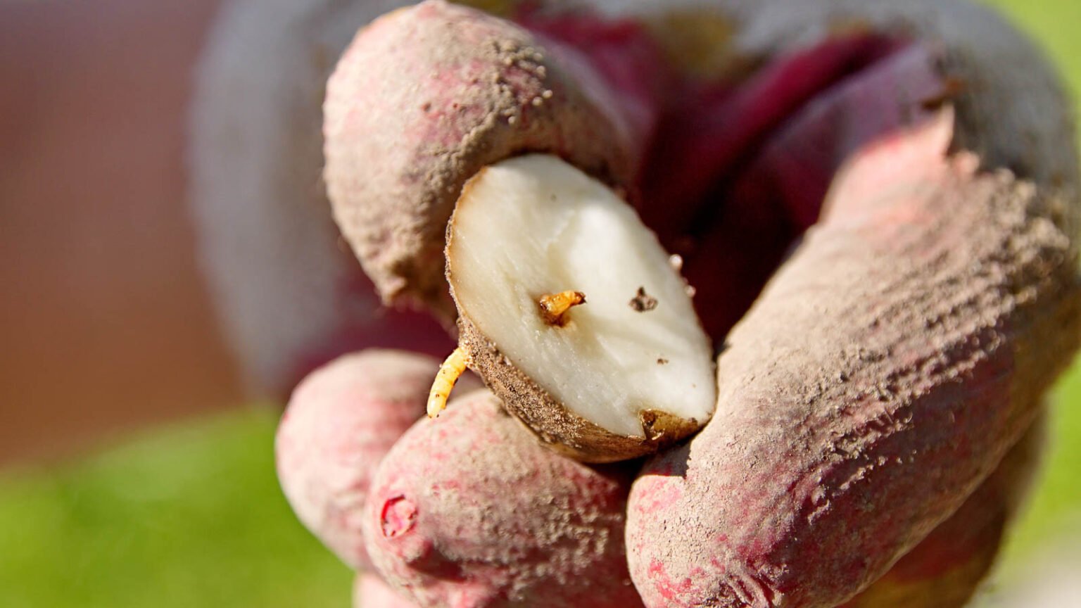 How to Identify and Control Wireworms