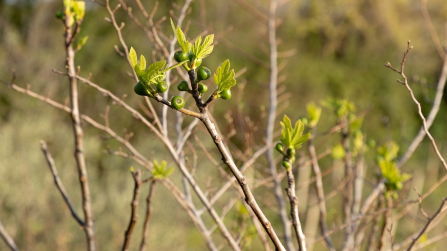 How to Prune Fig Trees for Big Harvests