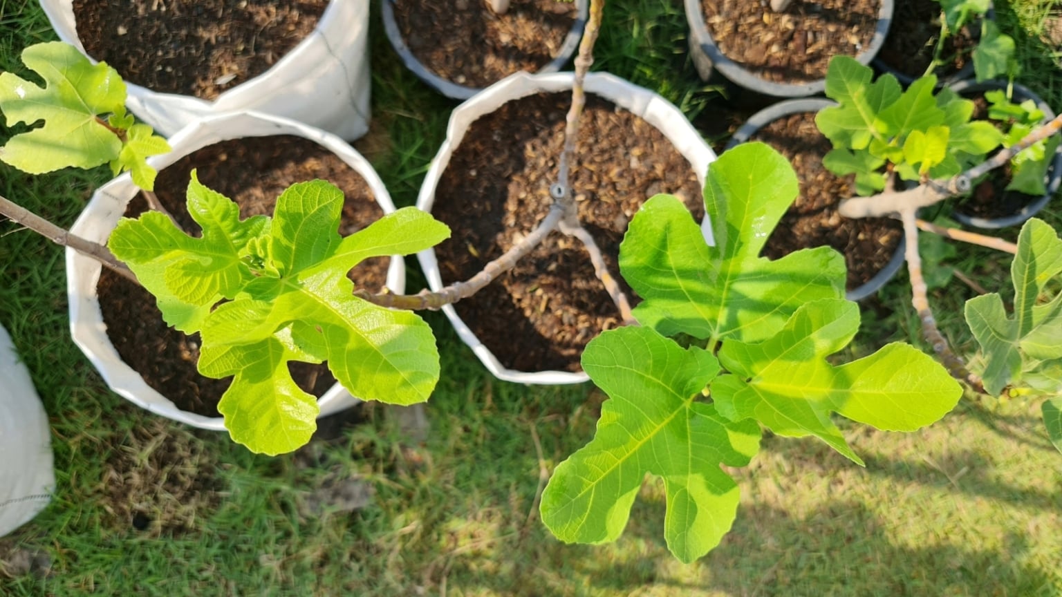 How to Prune Fig Trees for Big Harvests