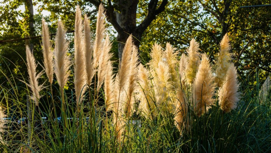 How to Plant, Grow, and Care for Pampas Grass