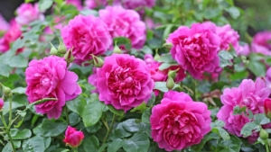 Atinan Roses Our 13 Favorite David Austin Roses For Home Gardens