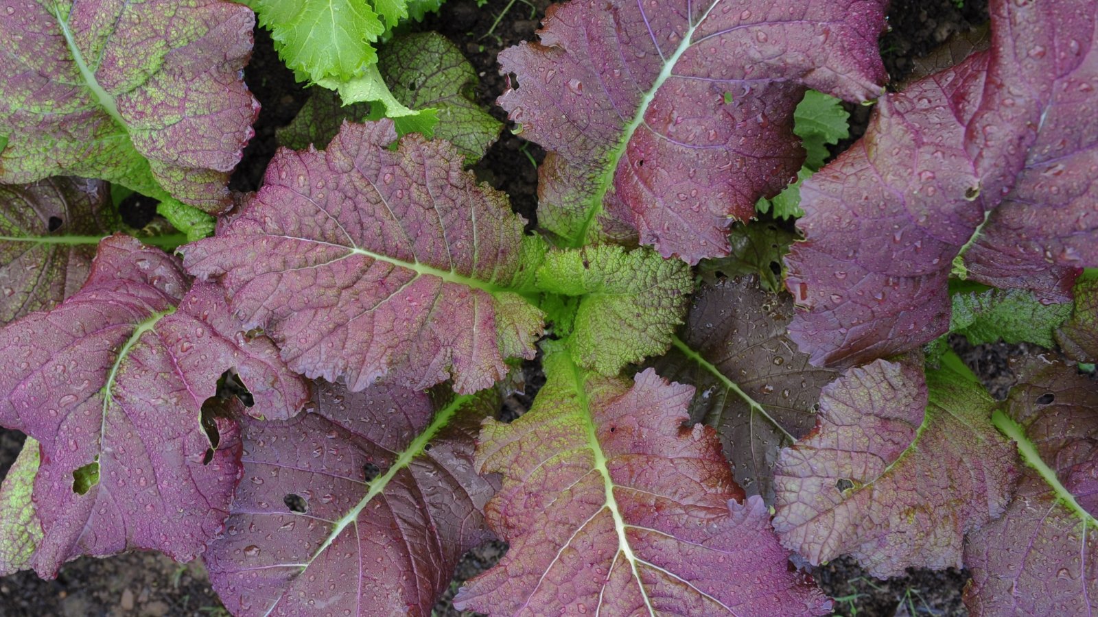 Broad, purple and green leaves with a crinkled texture and a velvety surface, spread across a garden bed.