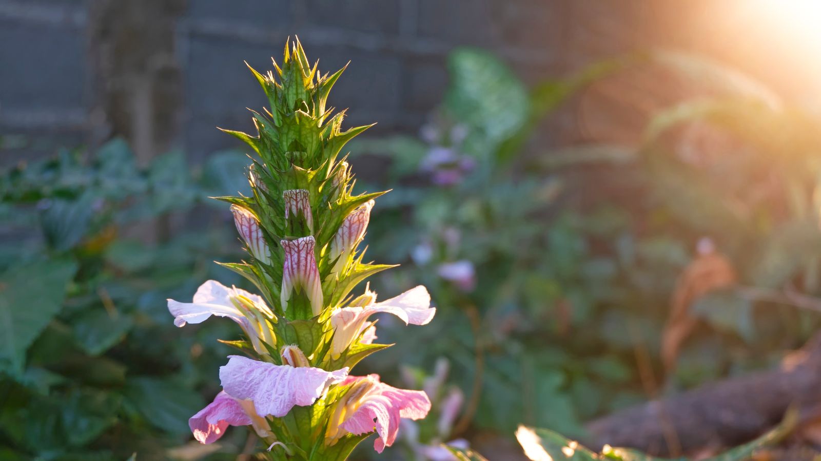 A close-up and focused shot of a blooming flowering plant that is exposed in sunlight in an are outdoors.