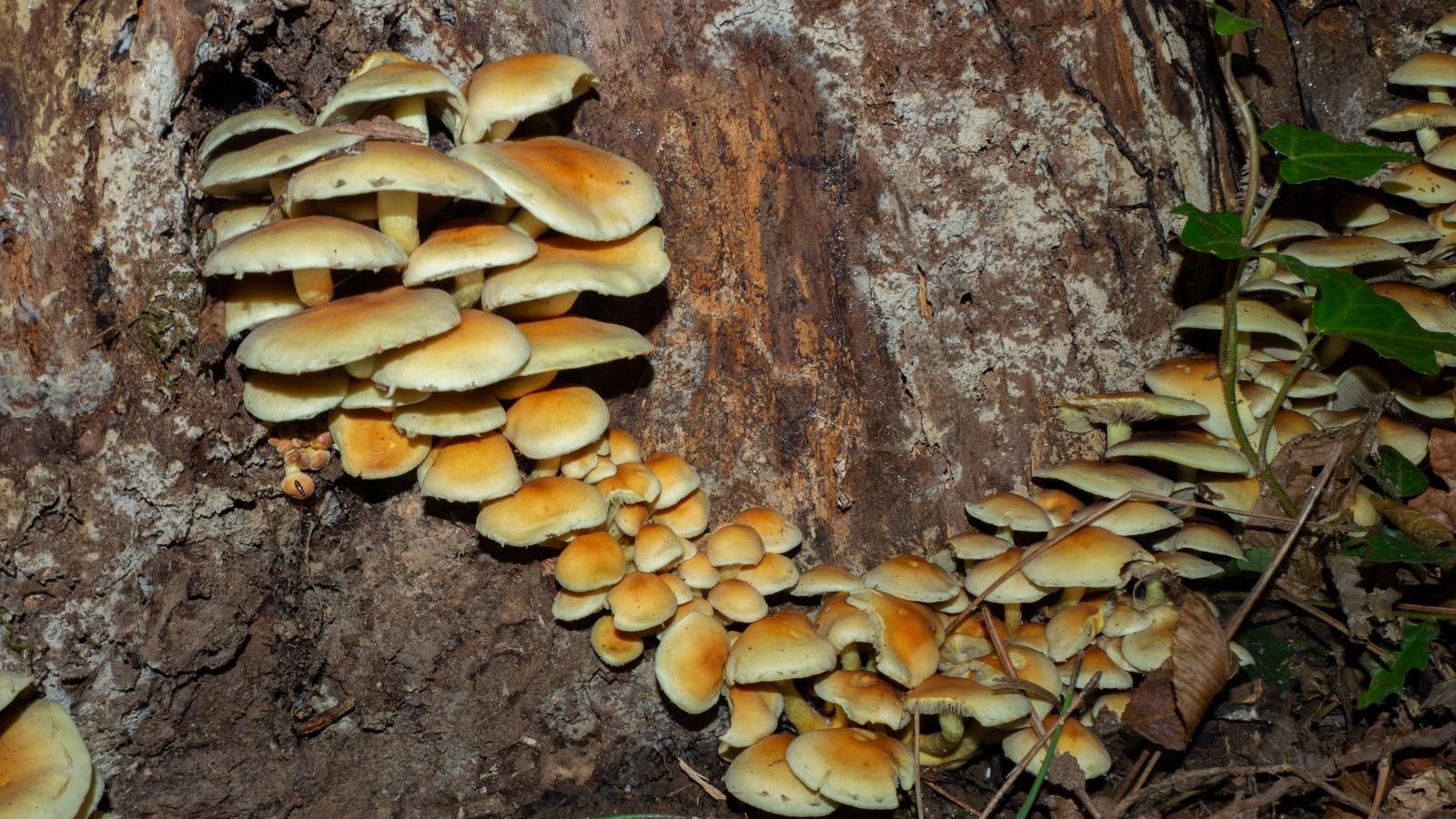 A close-up shot of Armillaria fungi that is attached to a trunk in a moist and well lit area