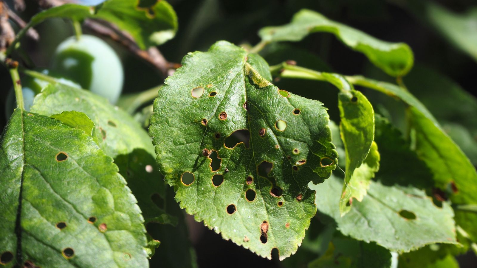 A close-up shot of a Coryneum Blight illness on leaves showcasing the several holes it has made to the plant