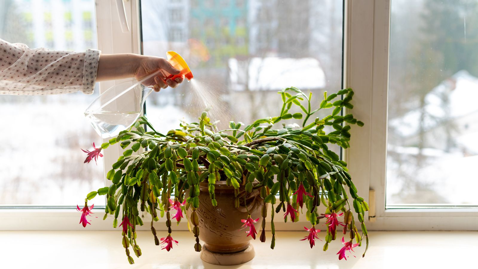 thumbnail interactive-video image 1 of Christmas Cactus Starter Plant 'Island Pearl' – Schlumbergera Truncata, Well Rooted 1 of 2