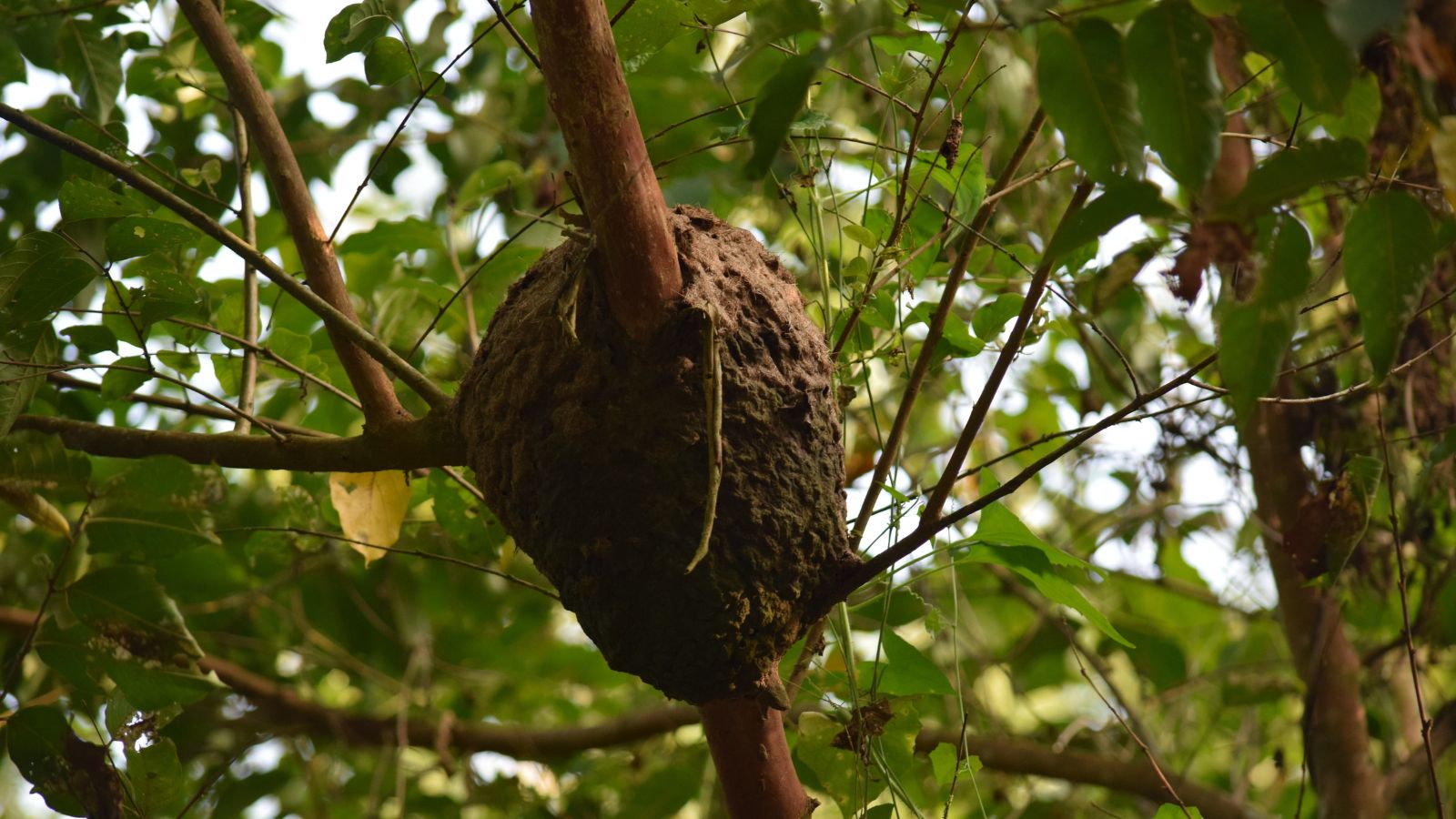 A close-up shot of a crown gall bacterial illness that is attached to a branch that can also affect the fruits